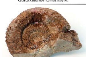 Clionites catharinae, Carnian, Agighiol