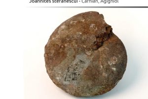 Joannites stefanescui, Carnian, Agighiol